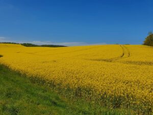 Rapsblüte im Nienthal