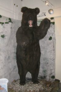 Höhlenbär im EIszeitmuseum