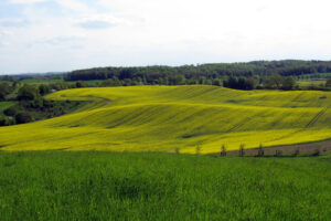 Moränenlandschaft im Nienthal während der Rapsblüte