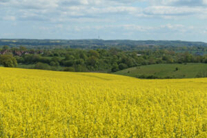 Rapsblüte im nienthal mit dem Bungsberg im Hintergrund