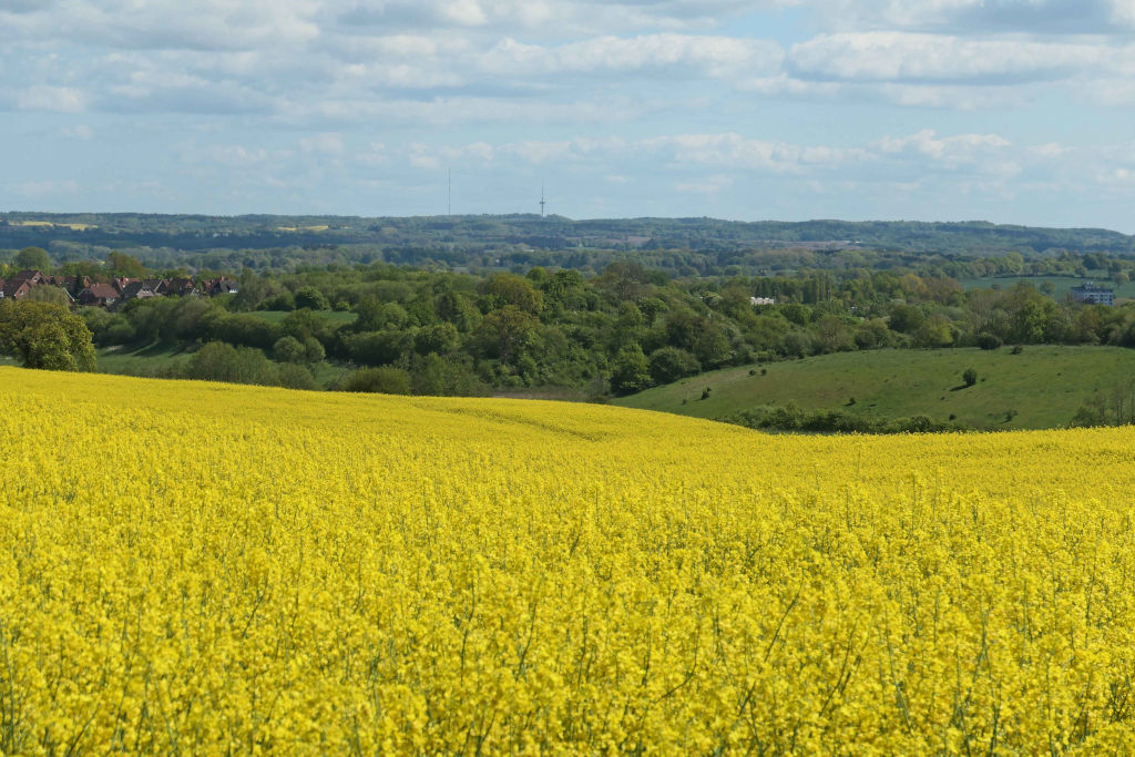 Frühlingserwachen im Nienthal