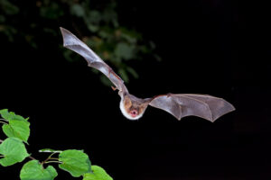 Fledermaus im Flug
