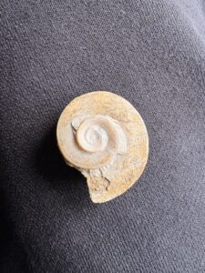 Fossile Schnecke