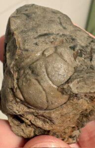 Kopfschild eines Trilobiten