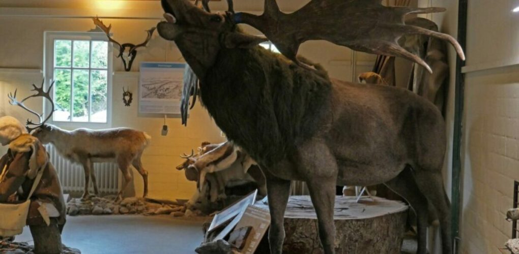 riesenhirsch